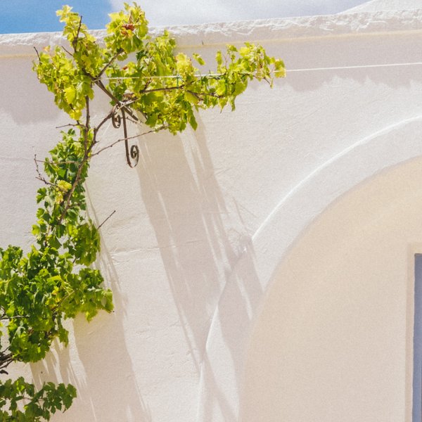 Vine branch with an arched door evoking the Apulian origins of Doppio Passo.