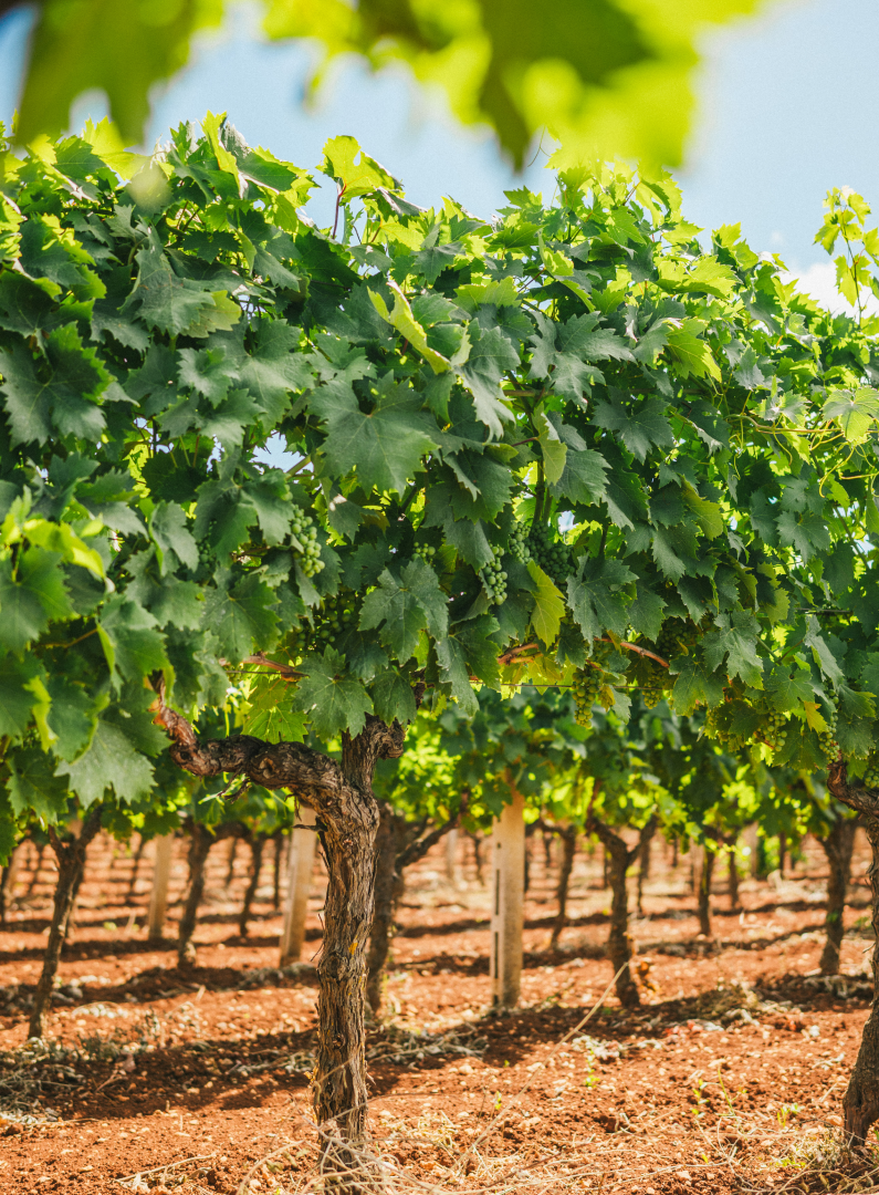 Lush green grapevines stretch across the vineyard, showcasing vibrant leaves and clusters of young grapes under a clear blue sky.